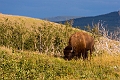 Waterton204