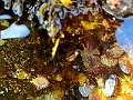 Nanaimo078