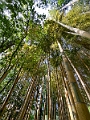Japan559
