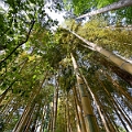 Japan560