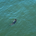 SanFrancisco026