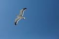 SanFrancisco358