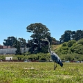 SanFrancisco419