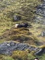 Iceland1006