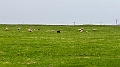 Iceland293