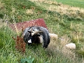 Iceland534