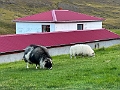 Iceland539