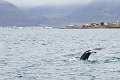Iceland673