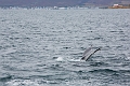Iceland678