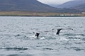 Iceland684