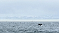Iceland695