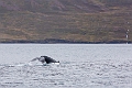Iceland696