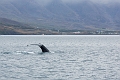 Iceland699