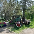 SaskatoonBerryFarm006