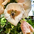SaskatoonBerryFarm010
