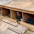 SaskatoonBerryFarm011