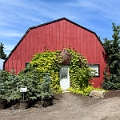 SaskatoonBerryFarm012
