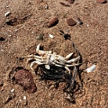 PEI039